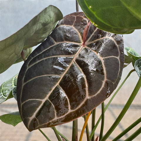 Anthurium Botanic - variação 03
