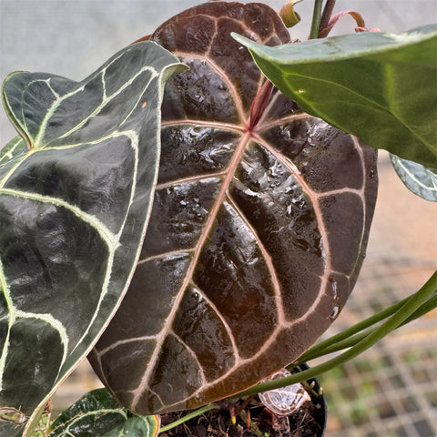 Anthurium Botanic - variação 03
