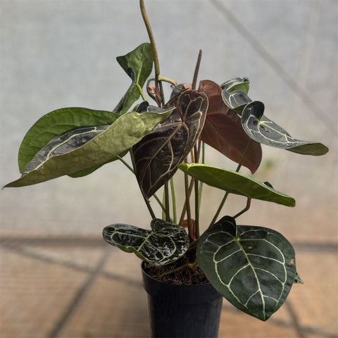 Anthurium Botanic - variação 03