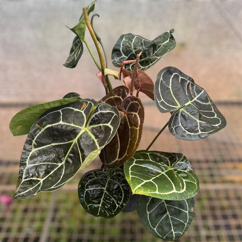 Anthurium Botanic - variação 03