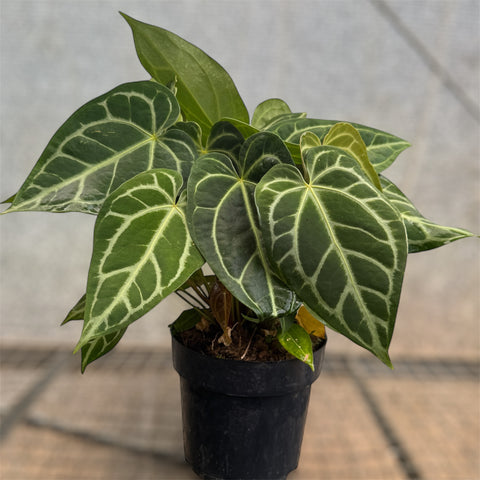 Anthurium Botanic - variação 02
