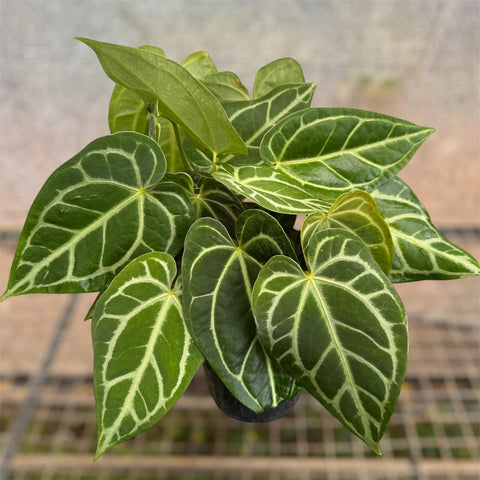 Anthurium Botanic - variação 02