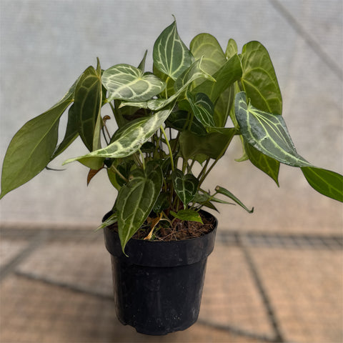 Anthurium Botanic - variação 02