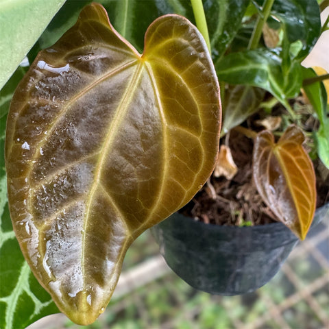 Anthurium Botanic - variação 02
