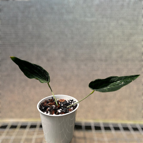 Anthurium 'Electric spoon'