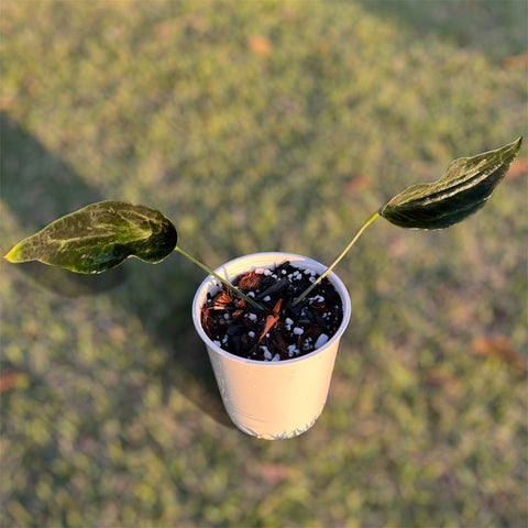 Anthurium 'Electric spoon'