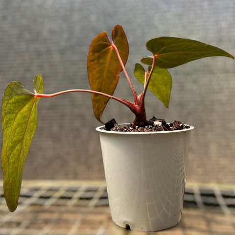 Anthurium Rubrinervium x Papillilaminum