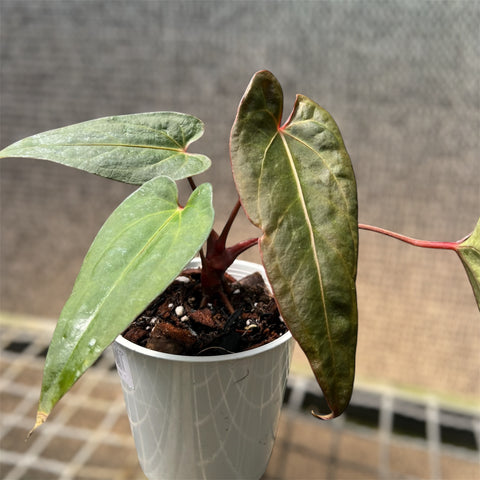 Anthurium Rubrinervium x Papillilaminum