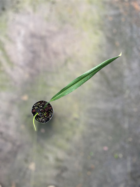 Philodendron alternans