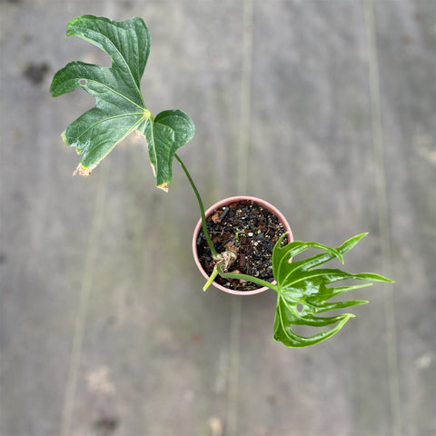 Anthurium pedatoradiatum