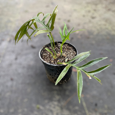 Philodendron tortum