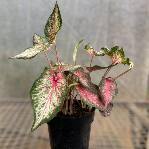 Caladium 06 - lançamento