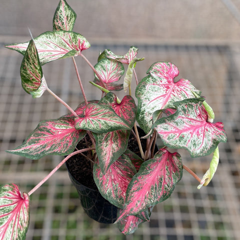 Caladium 06 - lançamento
