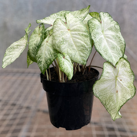 Caladium 05 - lançamento