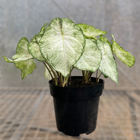Caladium 05 - lançamento