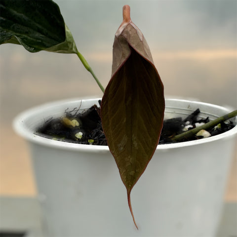 Anthurium 'Electric spoon'