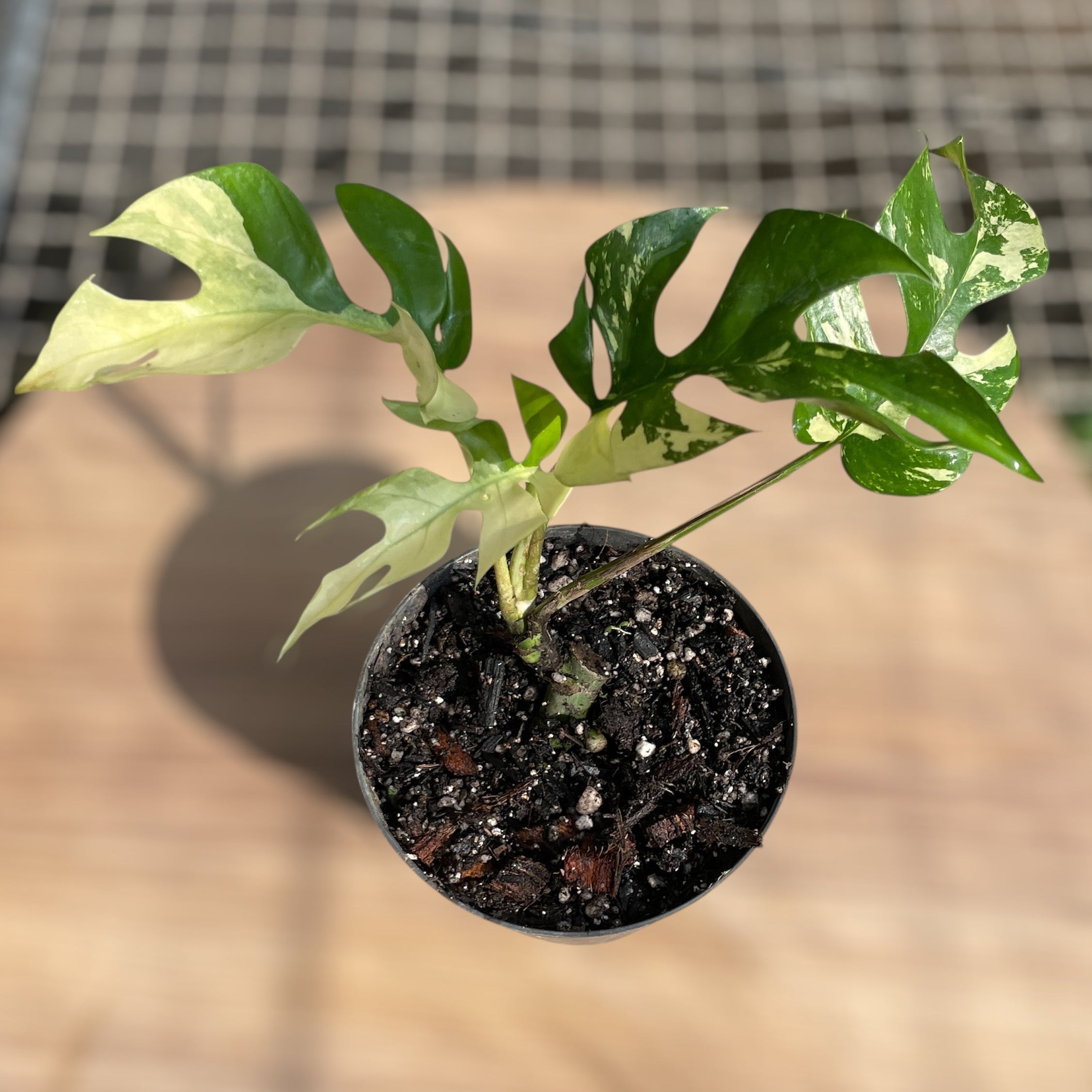 Rhaphidophora tetrasperma Variegata – Entre Raízes Botânica