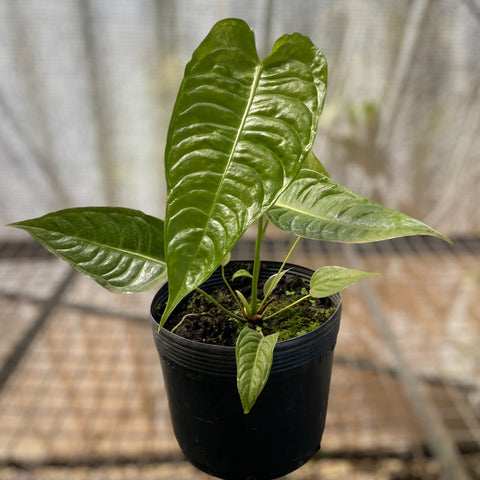 Anthurium Veitchii híbrido