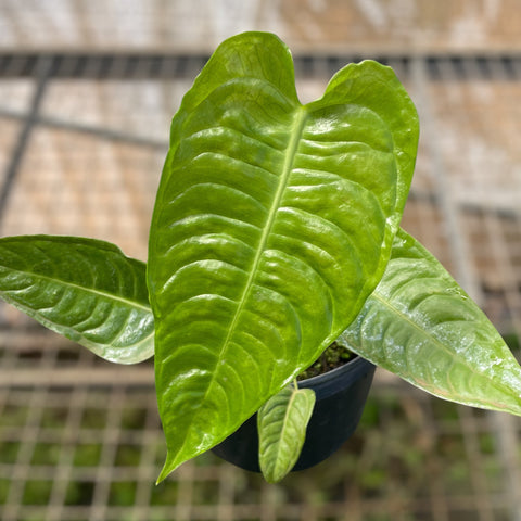 Anthurium Veitchii híbrido