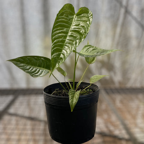 Anthurium Veitchii híbrido