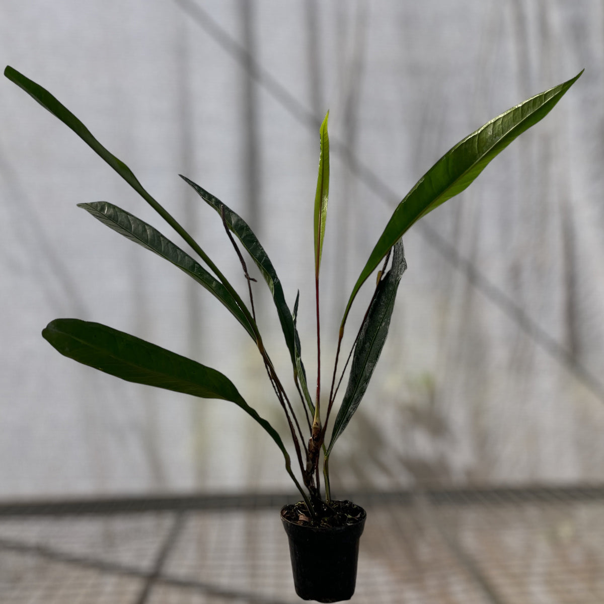anthurium jilekii Anthurium Jilekii – Entre Raízes Botânica