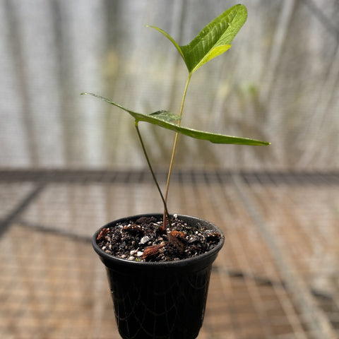 Anthurium zappiae