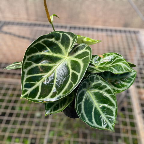 Anthurium Botanic - variação 10