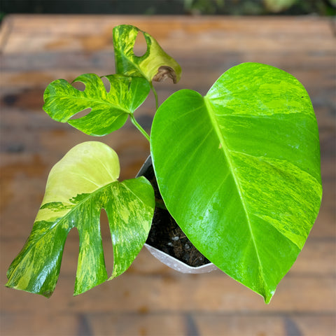 Monstera deliciosa 'áurea variegata'
