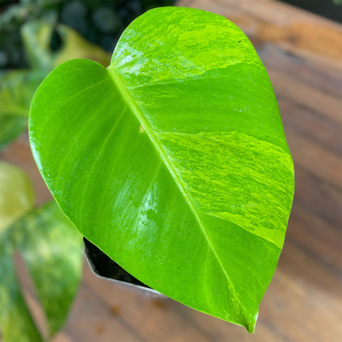 Monstera deliciosa 'áurea variegata'