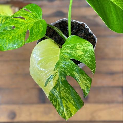 Monstera deliciosa 'áurea variegata'