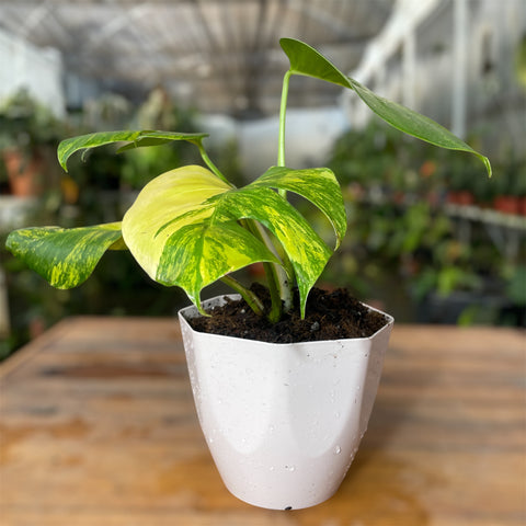 Monstera deliciosa 'áurea variegata'