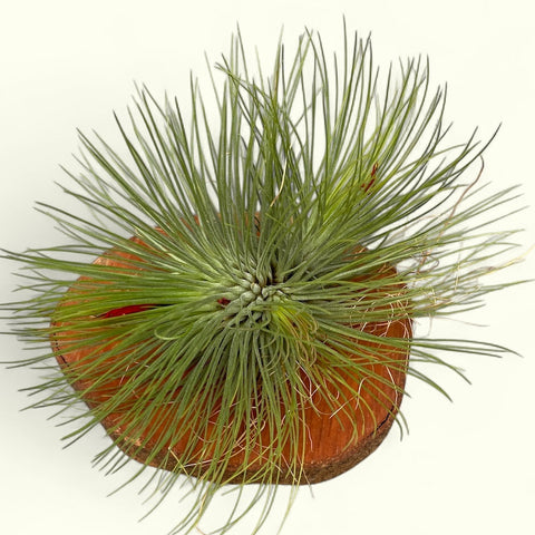 Tillandsia Andreana