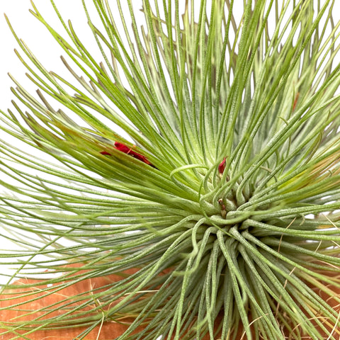 Tillandsia Andreana