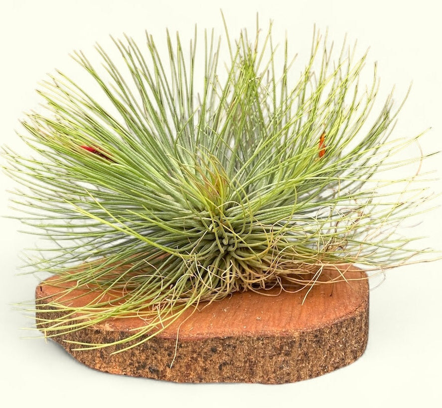 Tillandsias e Brómelias – Entre Raízes Botânica