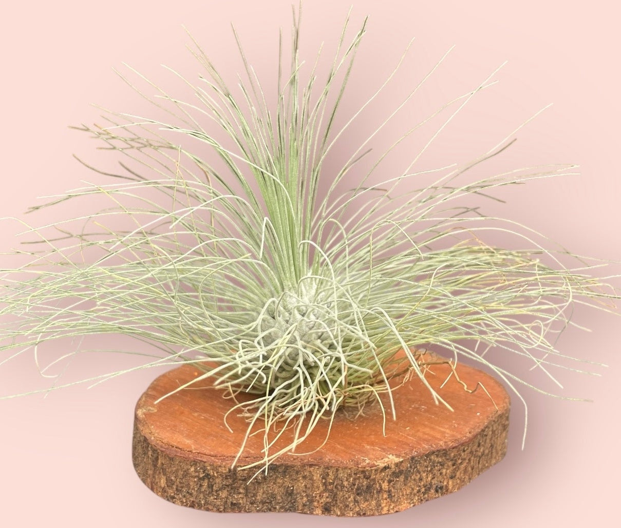 Tillandsias e Brómelias – Entre Raízes Botânica