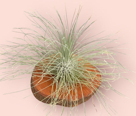 Tillandsia Fuchsii
