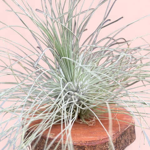 Tillandsia Fuchsii