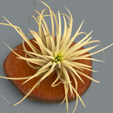 Tillandsia Ionantha Ghost