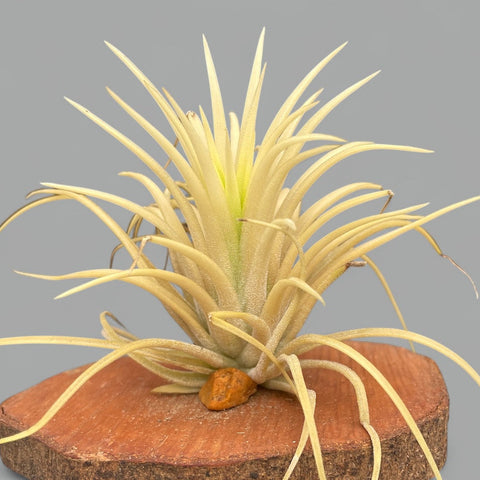 Tillandsia Ionantha Ghost