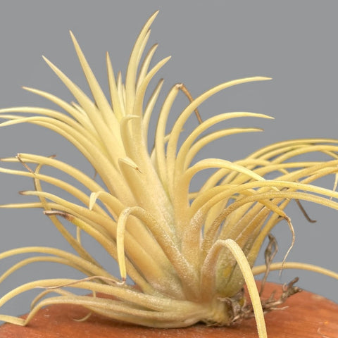Tillandsia Ionantha Ghost