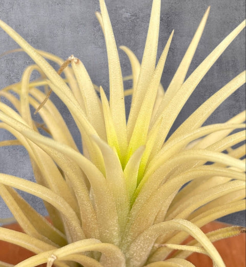 Tillandsia Ionantha Ghost