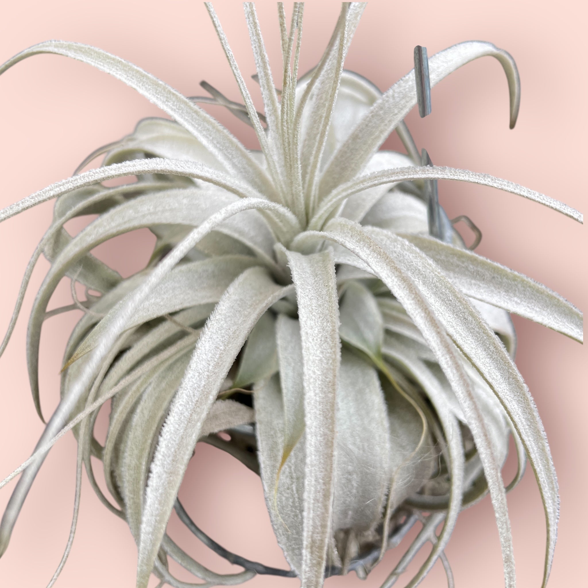 Tillandsia chapeuensis – Entre Raízes Botânica
