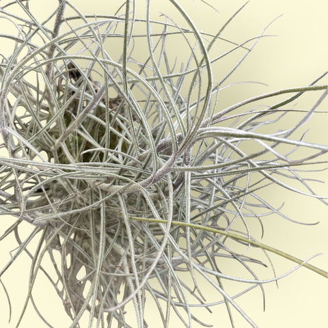 Tillandsia Mallemontii | Entre Raízes Botânica - Detalhe 2