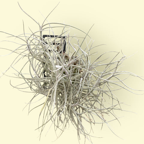 Tillandsia Mallemontii | Entre Raízes Botânica - Detalhe 3