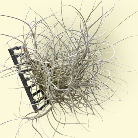 Tillandsia Mallemontii | Entre Raízes Botânica