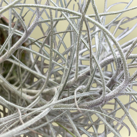 Tillandsia Mallemontii | Entre Raízes Botânica - Detalhe 4