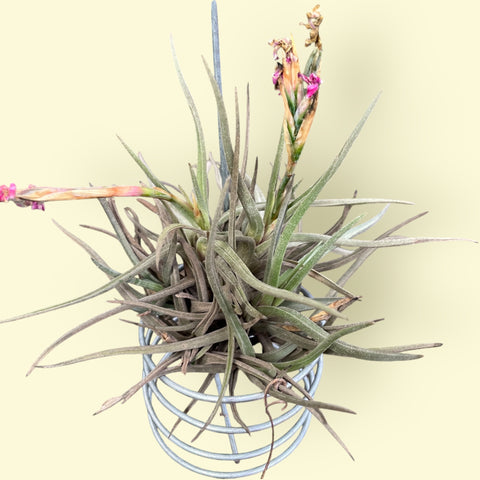 Tillandsia Argentina
