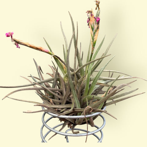 Tillandsia Argentina