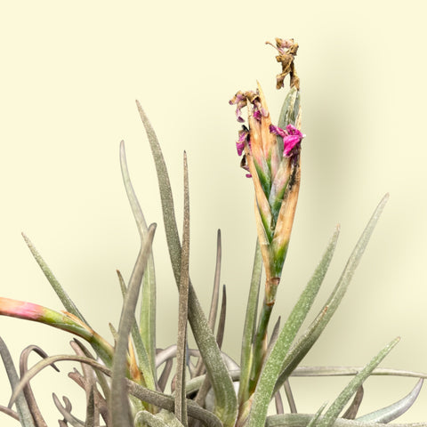 Tillandsia Argentina