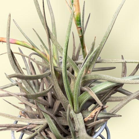 Tillandsia Argentina
